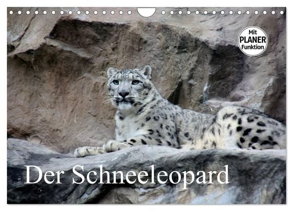 Produktbild: Der Schneeleopard (Wandkalender 2026 DIN A4 quer), CALVENDO Monatskalender