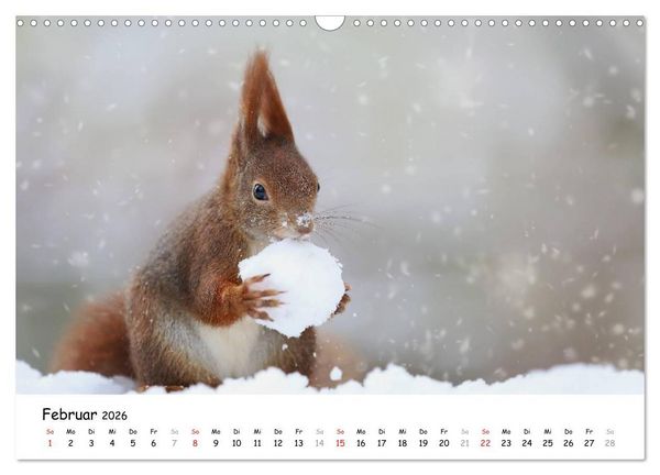 Produktbild: Unsere Eichh&ouml;rnchen in Bayern (Wandkalender 2026 DIN A3 quer), CALVENDO Monatskalender