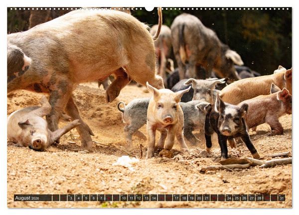 Produktbild: Korsika - s&uuml;&szlig;e, wilde Schweinchen (Wandkalender 2026 DIN A2 quer), CALVENDO Monatskalender