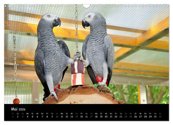 Produktbild: Graupapageien mit Herz (Wandkalender 2026 DIN A3 quer), CALVENDO Monatskalender