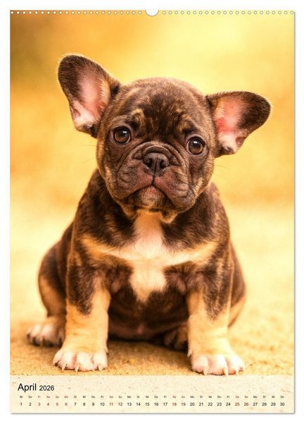 Produktbild: Frenchies Love &ndash; Kleine Schnuten ganz gro&szlig; - Franz&ouml;sische Bulldoggen Welpen unwiderstehlich s&uuml;&szlig; (hochwertiger Premium Wandkalender 2026 DIN A2 hoch), Kunstdruck in Hochglanz