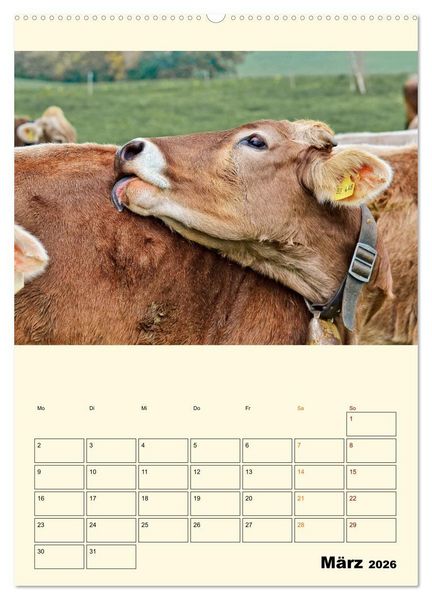 Produktbild: Gl&uuml;ckliche Bergk&uuml;he (Wandkalender 2026 DIN A2 hoch), CALVENDO Monatskalender