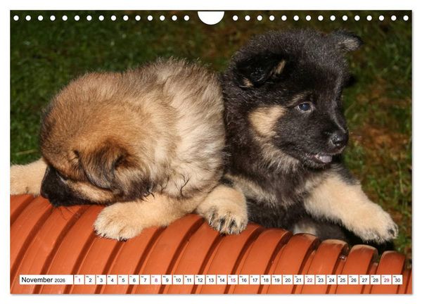 Produktbild: Eurasier, der Hund im Wolfspelz (Wandkalender 2026 DIN A4 quer), CALVENDO Monatskalender