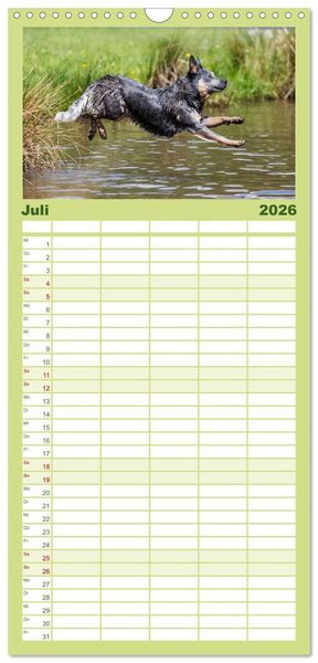 Produktbild: Familienplaner 2026 - Spaziergang am See Australian Cattle Dogs mit 5 Spalten (Wandkalender, 21 x 45 cm) CALVENDO