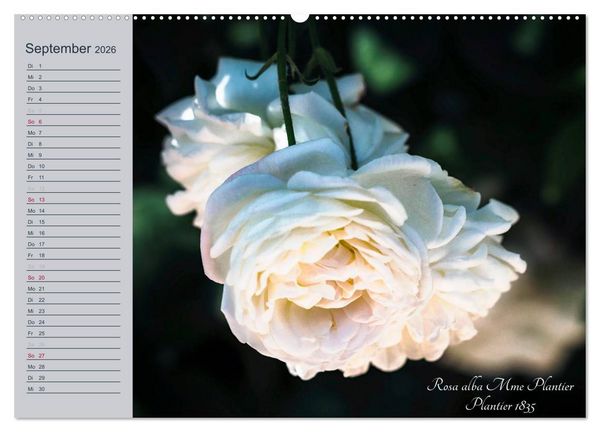 Produktbild: Kurf&uuml;rstliche Rosen Eltville am Rhein (Wandkalender 2026 DIN A2 quer), CALVENDO Monatskalender