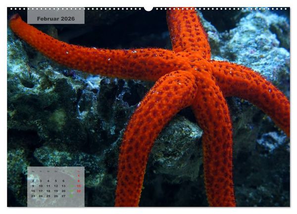 Produktbild: UNTER WASSER Riffaquaristik (hochwertiger Premium Wandkalender 2026 DIN A2 quer), Kunstdruck in Hochglanz