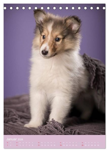 Produktbild: Tierkinder Hunde und Katzen (Tischkalender 2026 DIN A5 hoch), CALVENDO Monatskalender