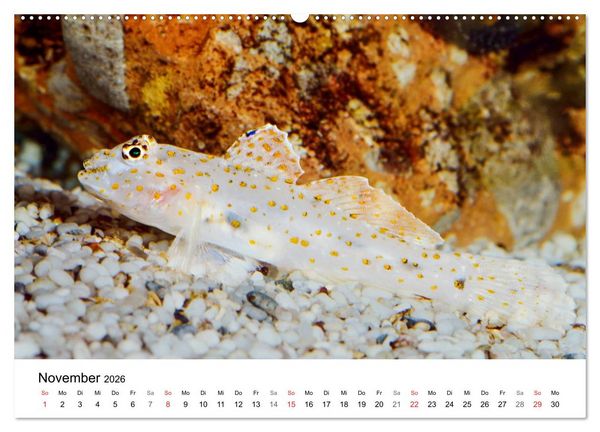 Produktbild: Fischzauber - Wundervolle Aquarienfische (hochwertiger Premium Wandkalender 2026 DIN A2 quer), Kunstdruck in Hochglanz