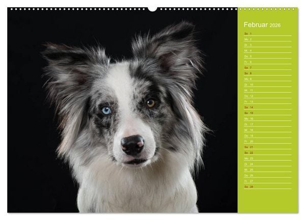 Produktbild: Border Collies - nicht nur schwarzwei&szlig; (hochwertiger Premium Wandkalender 2026 DIN A2 quer), Kunstdruck in Hochglanz