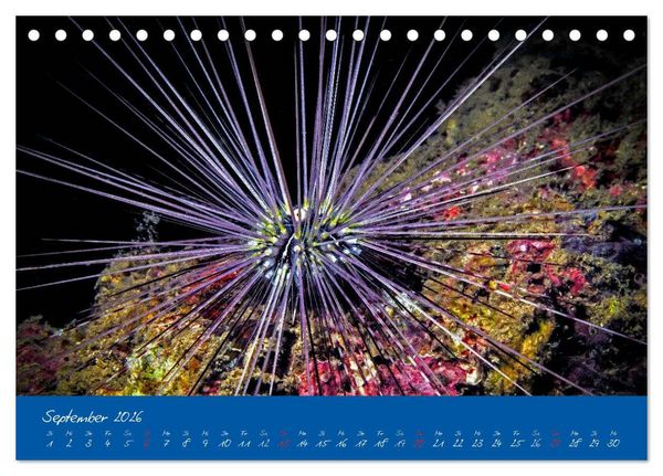 Produktbild: Meer sehen - Abenteuer Tauchen (Tischkalender 2026 DIN A5 quer), CALVENDO Monatskalender