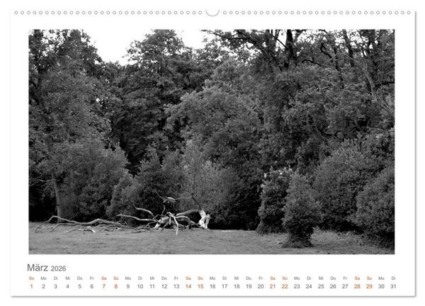 Produktbild: Quo Vadis? W&auml;lder und Wege in der R&ouml;hn, L&uuml;neburger Heide und der Mecklenburgischen Seenplatte (Wandkalender 2026 DIN A2 quer), CALVENDO Monatskalender
