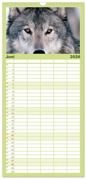 Produktbild: Familienplaner 2026 - W&ouml;lfe. Verwegene Anmut mit 5 Spalten (Wandkalender, 21 x 45 cm) CALVENDO