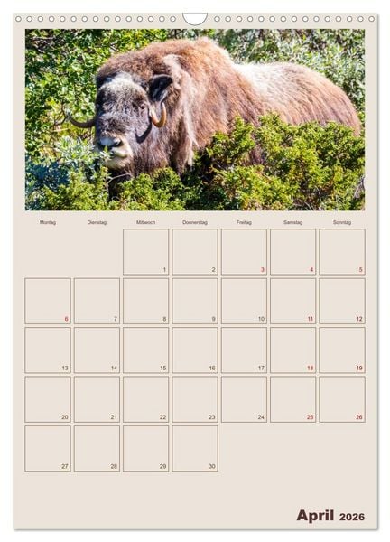 Produktbild: Moschusochsen - Norwegens gem&uuml;tliche Riesen (Wandkalender 2026 DIN A3 hoch), CALVENDO Monatskalender