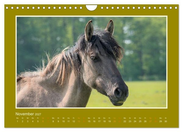 Produktbild: Die letzten Wilden - freilebende Pferde in D&uuml;lmen (Wandkalender 2027 DIN A4 quer), CALVENDO Monatskalender