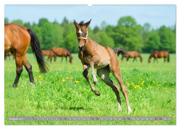 Produktbild: Ein Jahr voll Fohlenzauber (hochwertiger Premium Wandkalender 2027 DIN A2 quer), Kunstdruck in Hochglanz
