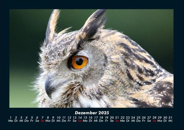 Produktbild: Tiere in der Wildnis 2025 Fotokalender DIN A4