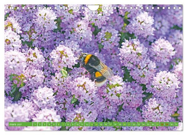 Produktbild: Fleurs du jardin aromatique (Calendrier mural 2027 DIN A4 vertical), CALVENDO calendrier mensuel