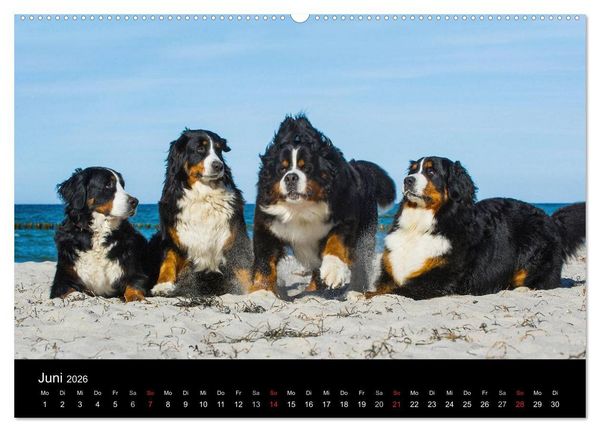 Produktbild: Treuer Freund Berner Sennenhund (hochwertiger Premium Wandkalender 2026 DIN A2 quer), Kunstdruck in Hochglanz