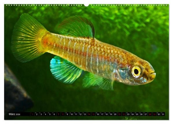 Produktbild: Outdoor-Aquaristik (hochwertiger Premium Wandkalender 2026 DIN A2 quer), Kunstdruck in Hochglanz