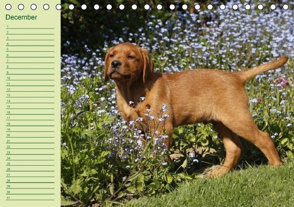 Produktbild: Puppies Birthday Calendar / UK-Version (Table Calendar perpetual DIN A5 Landscape)