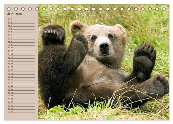 Produktbild: B&auml;ren. Unterwegs mit Meister Petz (Tischkalender 2026 DIN A5 quer), CALVENDO Monatskalender