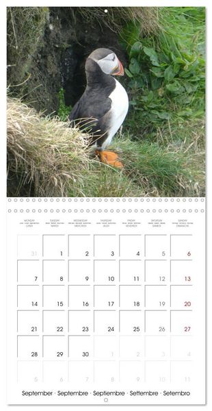 Produktbild: Puffin Pals (Wall Calendar 2026 12 &times; 12 Inch) CALVENDO 12 Month Wall Calendar