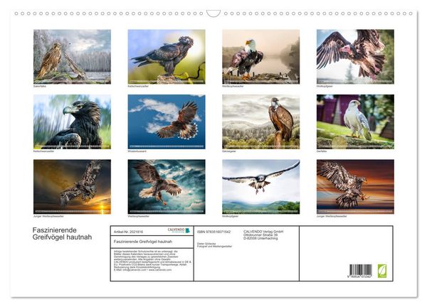 Produktbild: Faszinierende Greifv&ouml;gel hautnah (Wandkalender 2026 DIN A2 quer), CALVENDO Monatskalender
