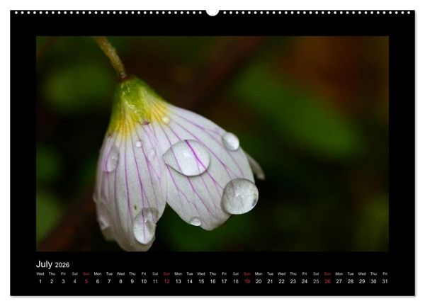 Produktbild: The Black Forest - UK Version (High Quality Premium Wall Calendar 2026 DIN A2 landscape),CALVENDO 12 Month Wall Calendar
