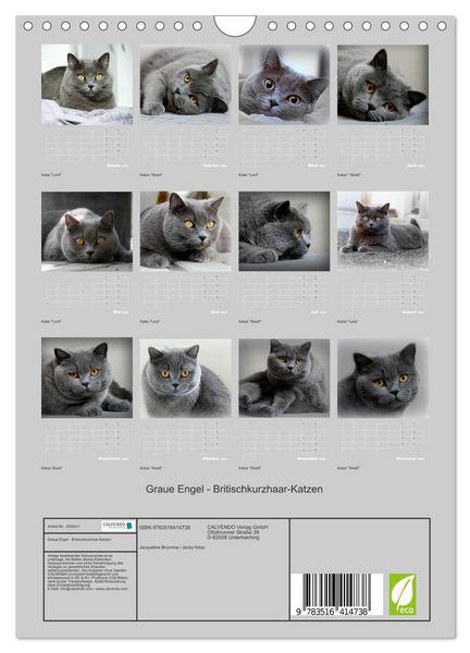 Produktbild: Graue Engel - Britischkurzhaar-Katzen (Wandkalender 2026 DIN A4 hoch), CALVENDO Monatskalender