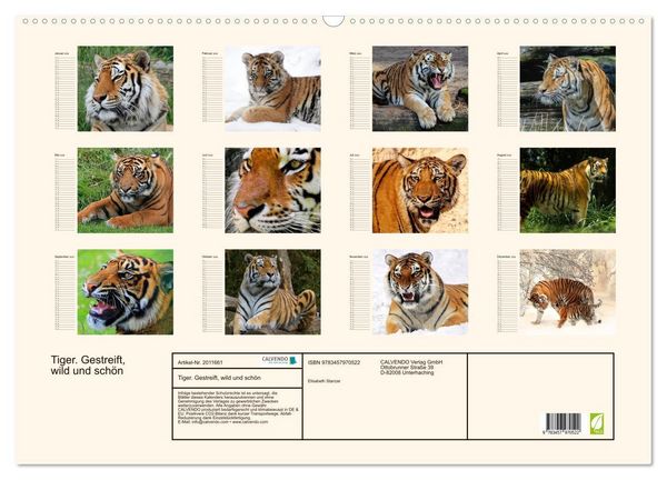 Produktbild: Tiger. Gestreift, wild und sch&ouml;n (Wandkalender 2026 DIN A2 quer), CALVENDO Monatskalender