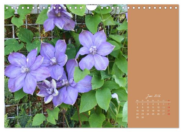 Produktbild: Gartentr&auml;ume (Wandkalender 2026 DIN A4 quer), CALVENDO Monatskalender