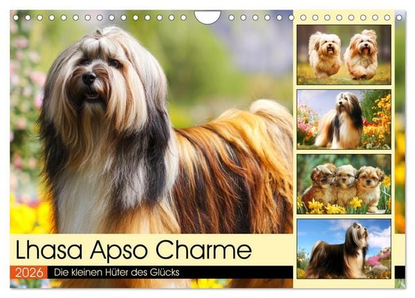 Produktbild: Lhasa Apso Charme. Die kleinen H&uuml;ter des Gl&uuml;cks (Wandkalender 2026 DIN A4 quer), CALVENDO Monatskalender