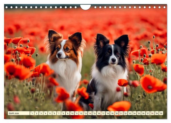 Produktbild: Papillon - bringt jedes Herz zum Schmelzen (Wandkalender 2026 DIN A4 quer), CALVENDO Monatskalender