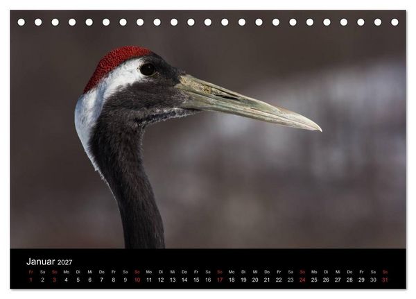 Produktbild: Mandschurenkraniche (Tischkalender 2027 DIN A5 quer), CALVENDO Monatskalender