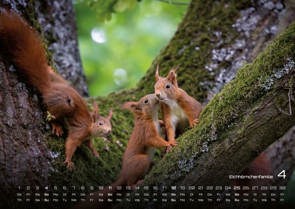 Produktbild: Waldtiere - Heimische Waldbewohner - Der Tierkalender - 2027 - Kalender DIN A2