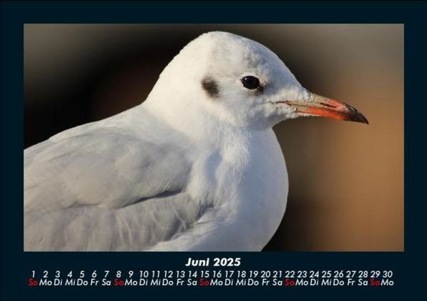 Produktbild: Welt der V&ouml;gel 2025 Fotokalender DIN A5