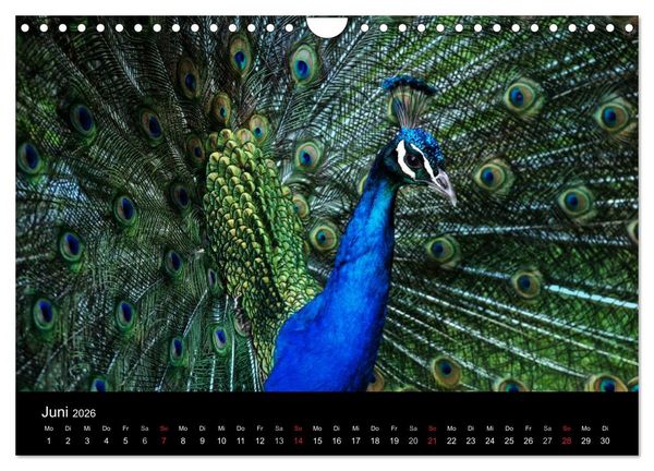 Produktbild: Tierisches (Wandkalender 2026 DIN A4 quer), CALVENDO Monatskalender