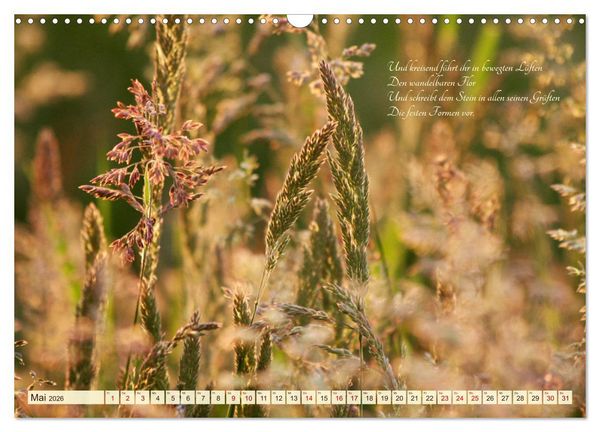 Produktbild: Sommergr&auml;ser (Wandkalender 2026 DIN A3 quer), CALVENDO Monatskalender