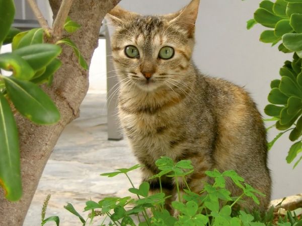 Produktbild: CALVENDO Puzzle Katzen der Kykladen - Fr&uuml;hling auf Naxos | 1000 Teile Lege-Gr&ouml;&szlig;e 64x48cm Foto-Puzzle f&uuml;r gl&uuml;ckliche Stunden