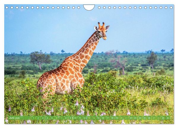 Produktbild: Giraffen: Die afrikanischen Riesen mit Weitblick (Wandkalender 2026 DIN A4 quer), CALVENDO Monatskalender