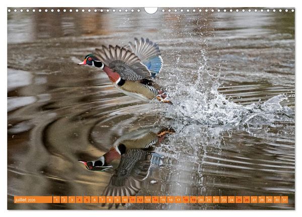 Produktbild: Magnifiques Emplum&eacute;s (Calendrier mural 2026 DIN A3 vertical), CALVENDO calendrier mensuel