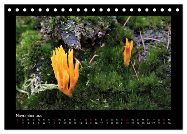 Produktbild: Pilze (Tischkalender 2026 DIN A5 quer), CALVENDO Monatskalender