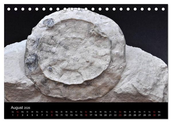 Produktbild: Fossilien - Zeugen der Urzeit (Tischkalender 2026 DIN A5 quer), CALVENDO Monatskalender