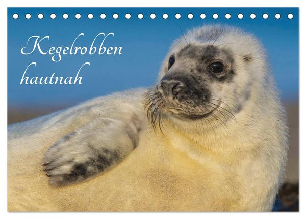 Produktbild: Kegelrobben hautnah (Tischkalender 2026 DIN A5 quer), CALVENDO Monatskalender