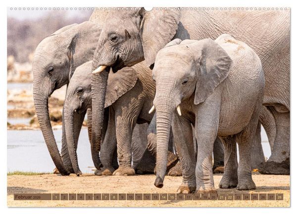 Produktbild: Wildlife Namibia - Etosha und Kalahari (hochwertiger Premium Wandkalender 2026 DIN A2 quer), Kunstdruck in Hochglanz