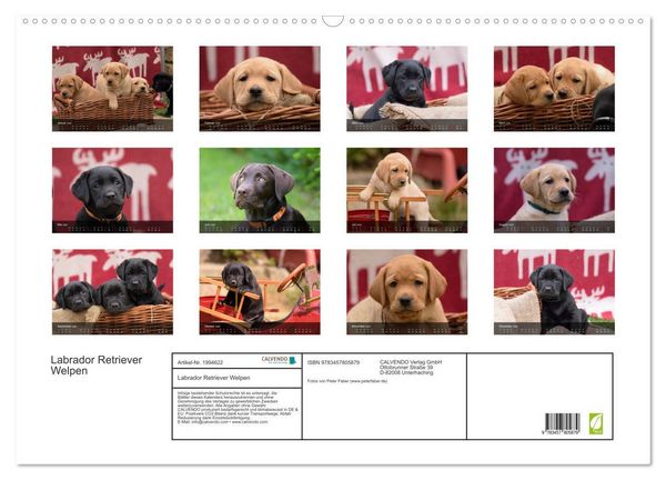 Produktbild: Labrador Retriever Welpen (Wandkalender 2026 DIN A2 quer), CALVENDO Monatskalender