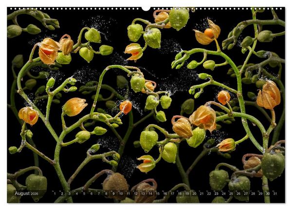 Produktbild: Orchidea (Wandkalender 2026 DIN A2 quer), CALVENDO Monatskalender