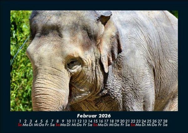 Produktbild: Der Elefantenkalender 2026 Fotokalender DIN A5