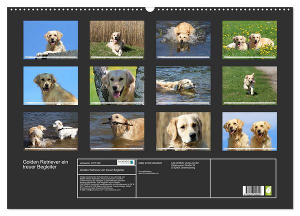 Produktbild: Golden Retriever ein treuer Begleiter (Wandkalender 2026 DIN A2 quer), CALVENDO Monatskalender