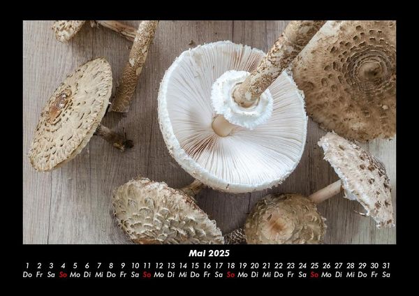 Produktbild: Pilzkalender 2025 Fotokalender DIN A3